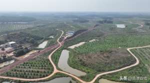 湖北澳洲坚果种植基地(总投资5亿元贵港这里打造万亩“金果”)