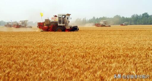 安徽阜阳：优质专用小麦播种面积达700万亩