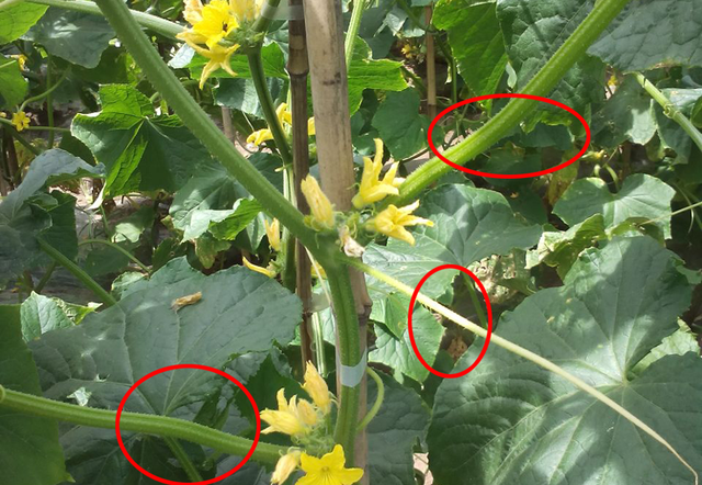 夏黄瓜什么时候种？想要黄瓜结得多、品质好，有哪些种植技巧？