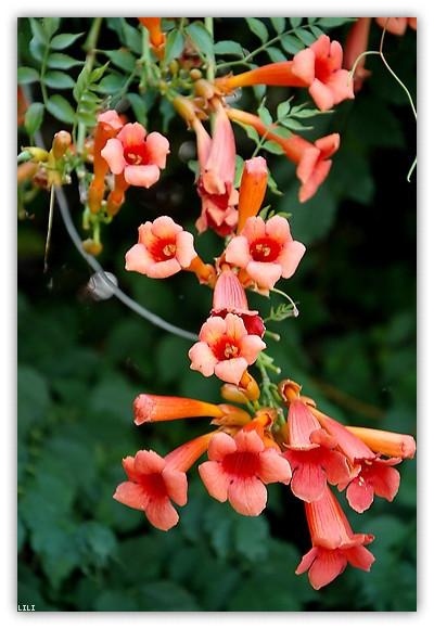 6种“北方花”，漂亮耐风寒，花园种一棵，能活几十年