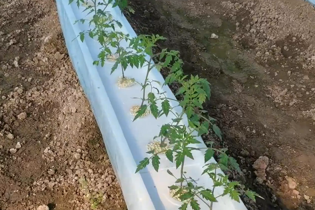 无土栽培番茄，如何建造水培种植槽？学会了，省钱效果好