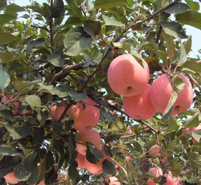 苹果树的养殖方法