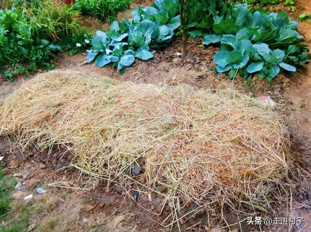 秋分后种植上海青，简单三个步骤，3天出苗，又齐又不招虫