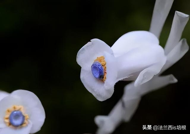 罕见！云南发现珍稀水晶兰，最恨太阳的“冥界之花”，人工养不活