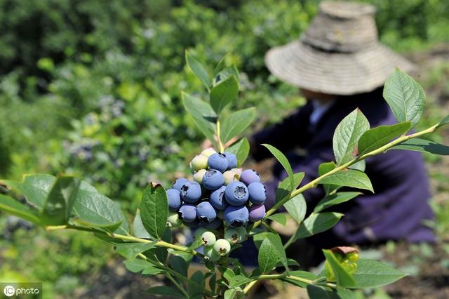 在南方种蓝莓，如何选择品种？如何建园选地？如何定植？