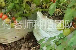 广东圣女果种植技术(无土栽培圣女果，农户换个方式栽种，产量和品质都提高了)