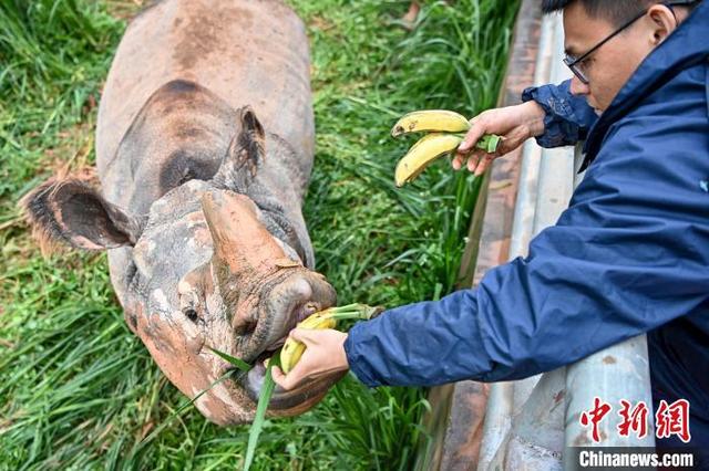 探访生活在广州的亚洲独角犀牛