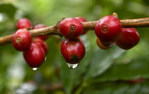 爱喝咖啡的你，可能并不知道哥伦比亚咖啡豆是这样种植出来的
