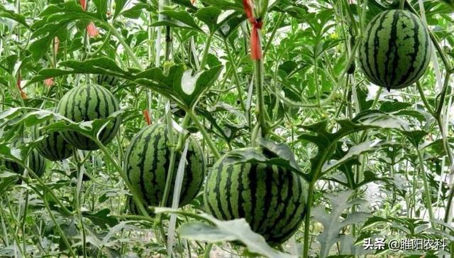 种植这样的西瓜，1亩顶3亩，产量高，效益好，种植容易