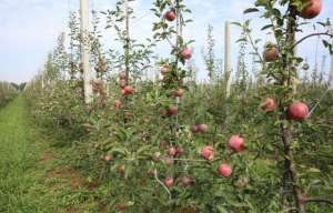 红富士种植(苹果树栽培技术｜红富士苹果增值技术)