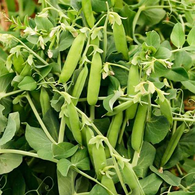 甜脆豌豆丰产栽培关键技术