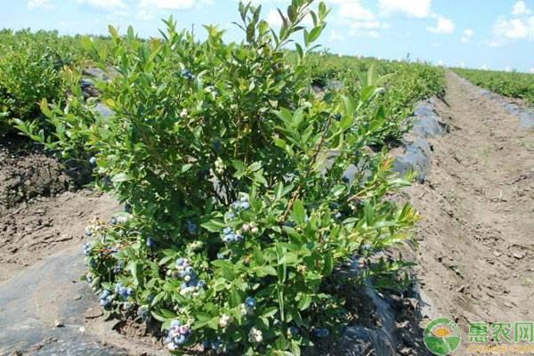 蓝莓种子怎样种植？蓝莓出芽管理有哪些技巧？