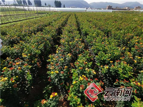 顺应鲜花市场需求 云南江川农户种植火龙珠走出致富路