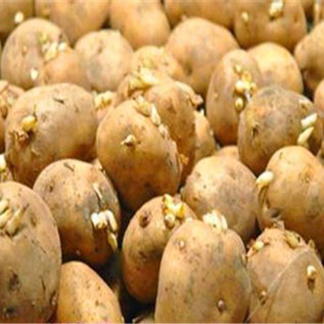 山东省日照市脱毒马铃薯春季标准化种植技术