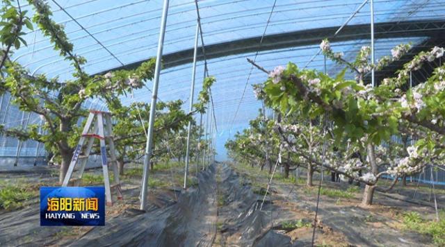 海阳市农业农村局举办大樱桃生产管理技术培训班