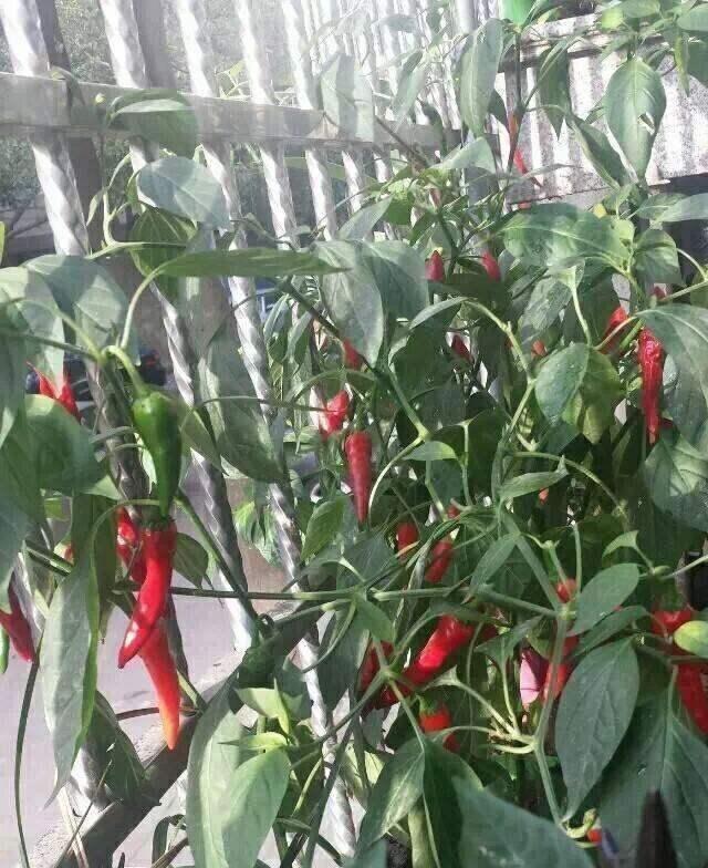 阳台种辣椒，3步养成“辣椒树”，挂果几十个，种3棵吃一年