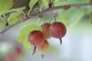 种植鹅莓(这果子，像葡萄却带刺，还总让人想起鹅？)