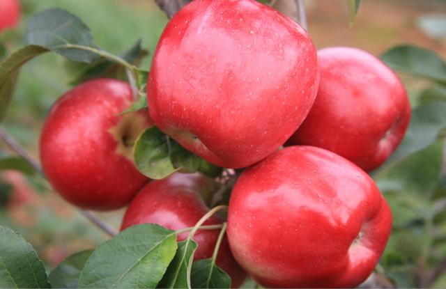 苹果树栽培技术｜红富士苹果增值技术