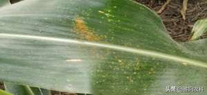 玉米种植南方(玉米南方锈病容易爆发，今年黄淮将偏重发生，一定要早防早治)