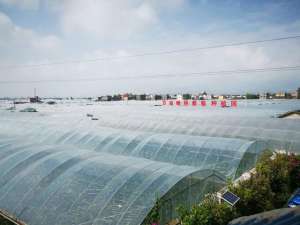西昌蔬菜种植基地(28万亩地年产值超45亿元 西昌市安宁镇的小葡萄有大产业)