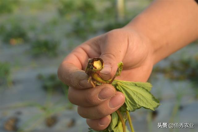 农村青年投30万种植大棚草莓，不料遭遇拦路虎，无奈为莽撞买单