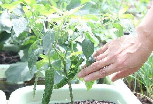 阳台种辣椒，3步养成“辣椒树”，挂果几十个，种3棵吃一年