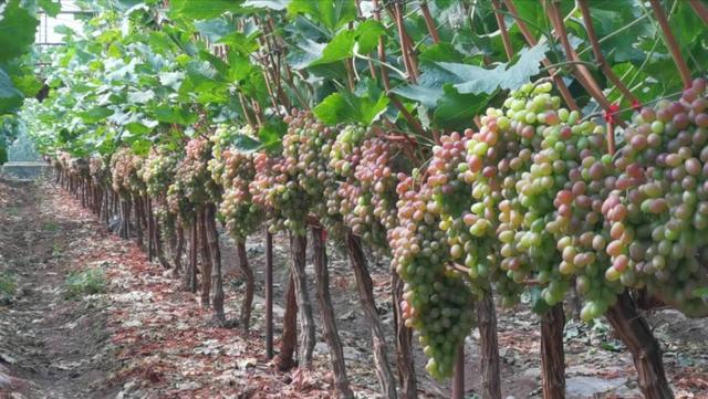 2.8万亩地年产值超4.5亿元 西昌市安宁镇的小葡萄有大产业