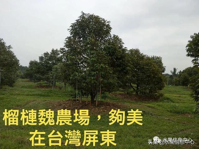 榴莲不再是热带气候独有的，与深圳同一纬度的屏东成功种出猫山王