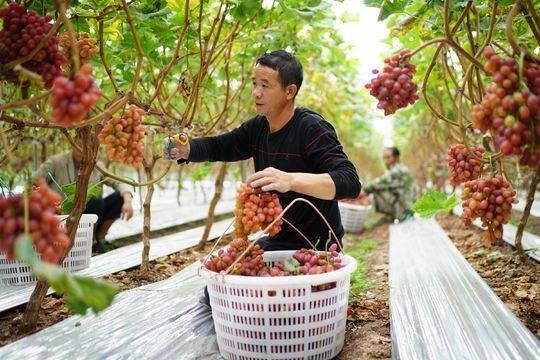 2.8万亩地年产值超4.5亿元 西昌市安宁镇的小葡萄有大产业