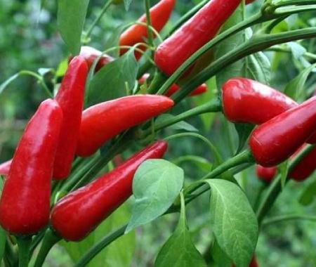 辣椒的养殖方法