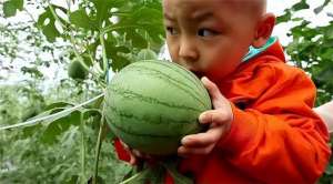 立体种植的西瓜(韩国拱形西瓜农场产量高传统2倍，两边立体生长中间挂果，1藤1瓜)
