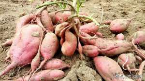 种植地瓜怎样施肥(红薯施什么肥料好？记牢：磷、钾要多，氮肥要少绝对错不了)