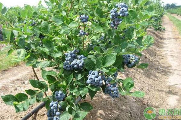 蓝莓种子怎样种植？蓝莓出芽管理有哪些技巧？
