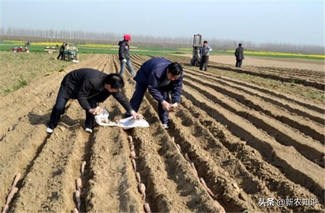 淮山高产优质栽培技术，种植过程中需注意以下问题，不妨看看