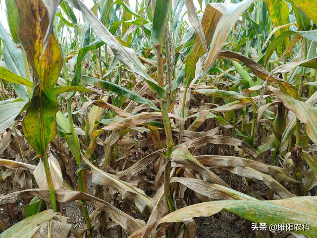玉米南方锈病容易爆发，今年黄淮将偏重发生，一定要早防早治
