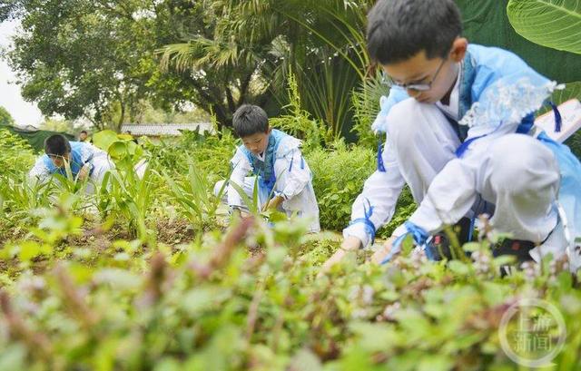 重庆这所学校藏着一个“药王谷” 种有80多种中草药
