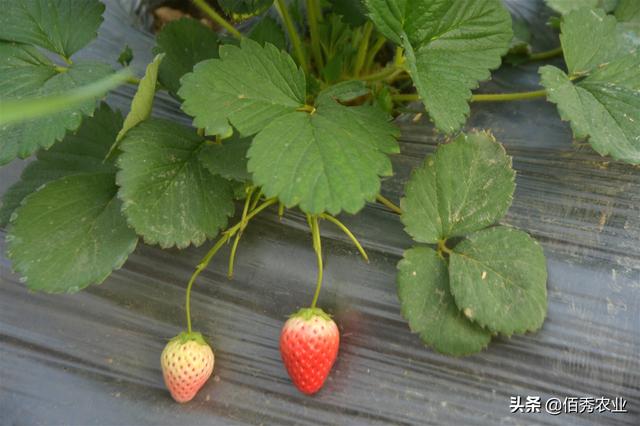 农村青年投30万种植大棚草莓，不料遭遇拦路虎，无奈为莽撞买单