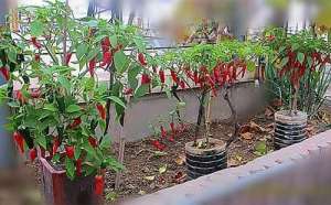 辣椒树的种植方法技术(阳台种辣椒，3步养成“辣椒树”，挂果几十个，种3棵吃一年)