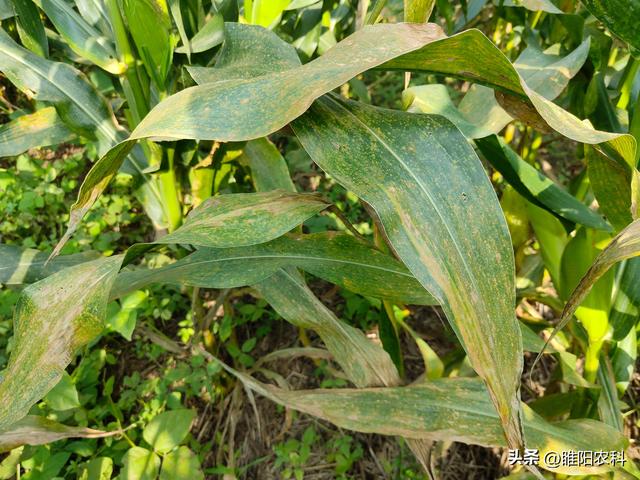 玉米南方锈病容易爆发，今年黄淮将偏重发生，一定要早防早治