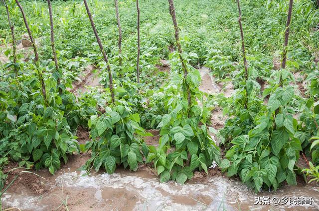 菜豆怎么种？这套绿色栽培技术好实用，不断开花结荚豆，高产质优