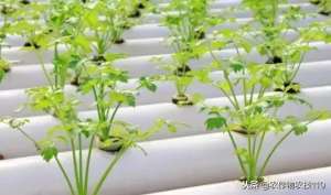 芹菜种子怎么种植(手把手教你种芹菜，种植简单，3天发芽，种植户必须要学)