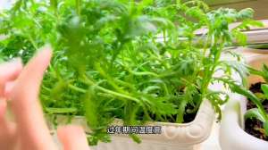 茼蒿的种植视频(阳台盆栽的茼蒿可以采收了#绿色蔬菜)