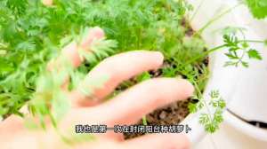 胡萝卜怎么种植的视频(封闭阳台种植了六个月的胡萝卜，浇水施肥#阳台盆栽)