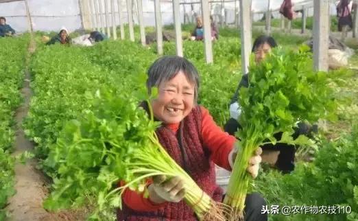 手把手教你种芹菜，种植简单，3天发芽，种植户必须要学