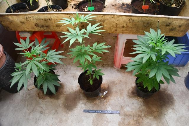 网上购买种子，室内种植大麻植株27株，中山警方抓获2名嫌疑人
