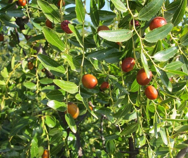 枣的栽培技术，枣树的栽培方法以及施肥的技巧，你知道吗？