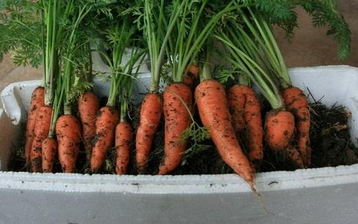 在家怎样种胡萝卜？一个小窍门，长得快还省心，轻松种出胡萝卜
