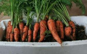 在家种植发芽的胡萝卜(在家怎样种胡萝卜？一个小窍门，长得快还省心，轻松种出胡萝卜)