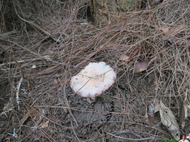 中秋节上山检雁鹅菌的技巧和培育方法 山里哪里的松树菌多？