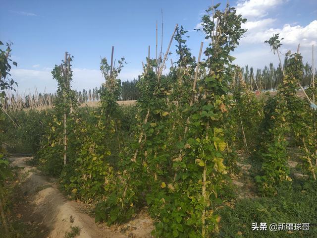 新疆的土地真肥沃，只要浇点水就能种植各种瓜果蔬菜，还长势喜人